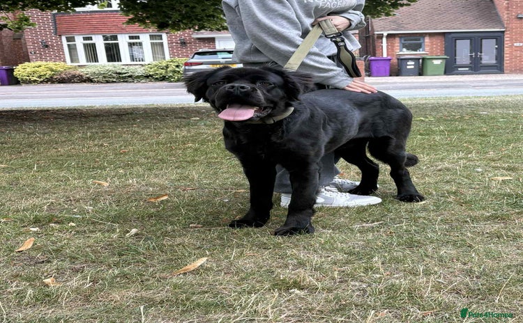 Cane Corso dogs - Advert 20