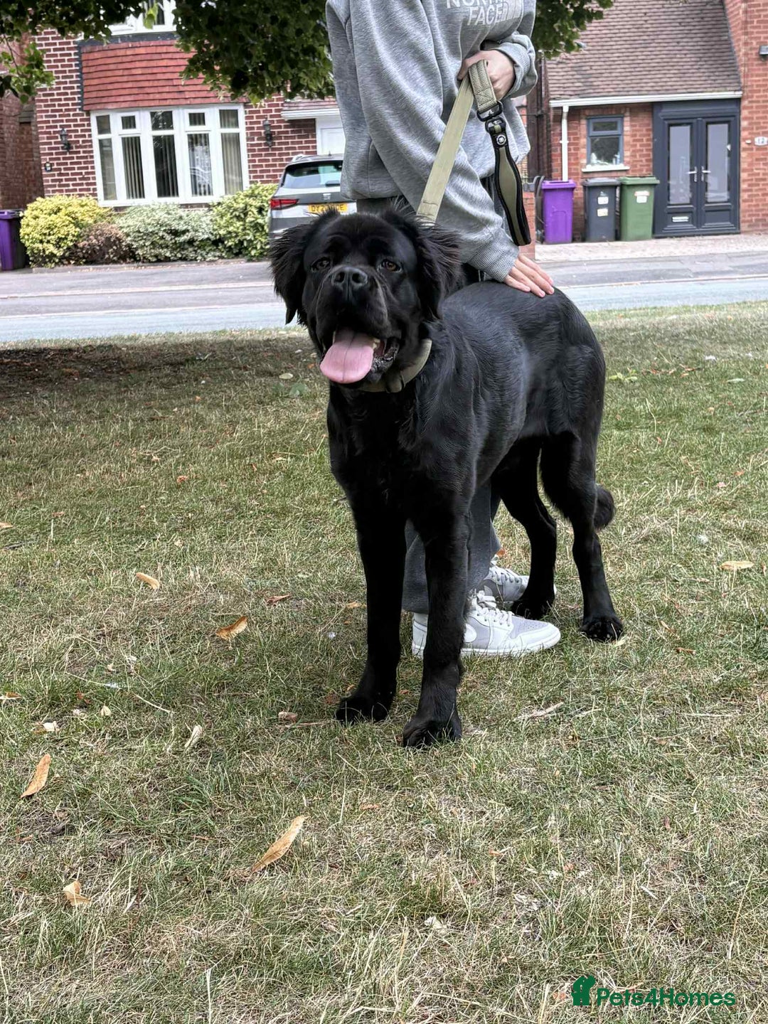 Cane Corso dogs for sale: Male cane corso - Image 1