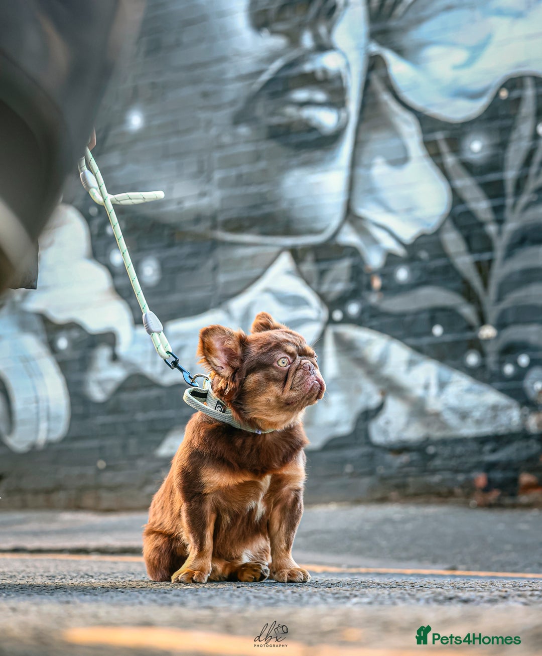 French Bulldog dogs for sale: Fluffy french bulldog for sale  - Advert 3