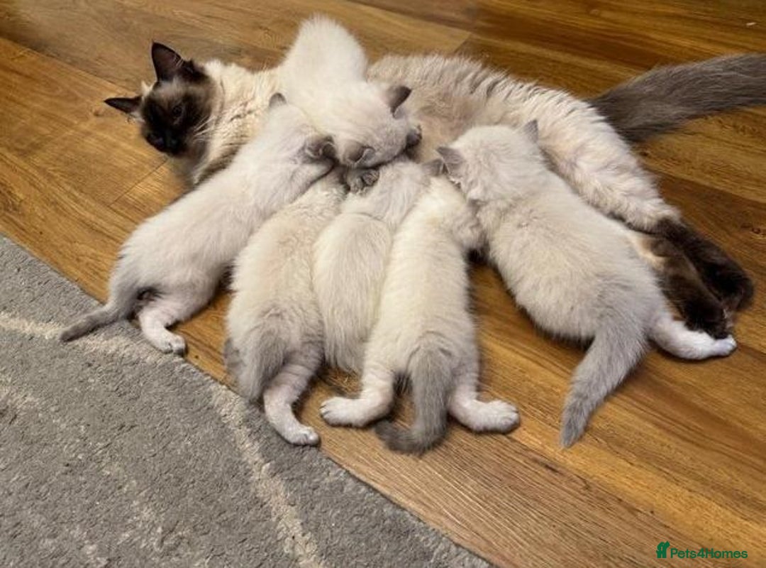 Ragdoll cats for sale: precious blue eye Ragdolls.  - Image 8