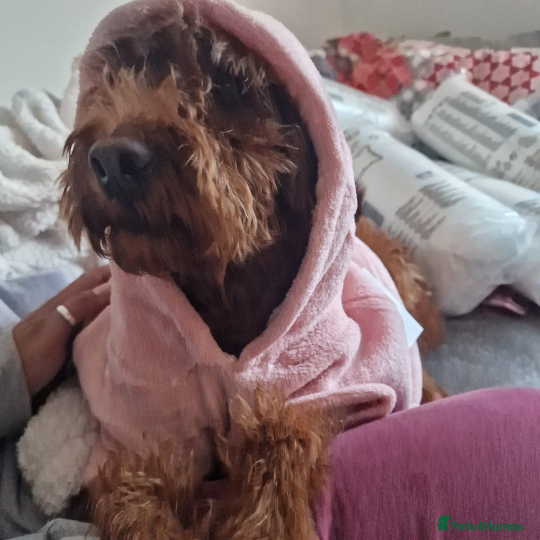 Labradoodle dogs for sale: 3 year old miniature labradoodle  - Advert 6