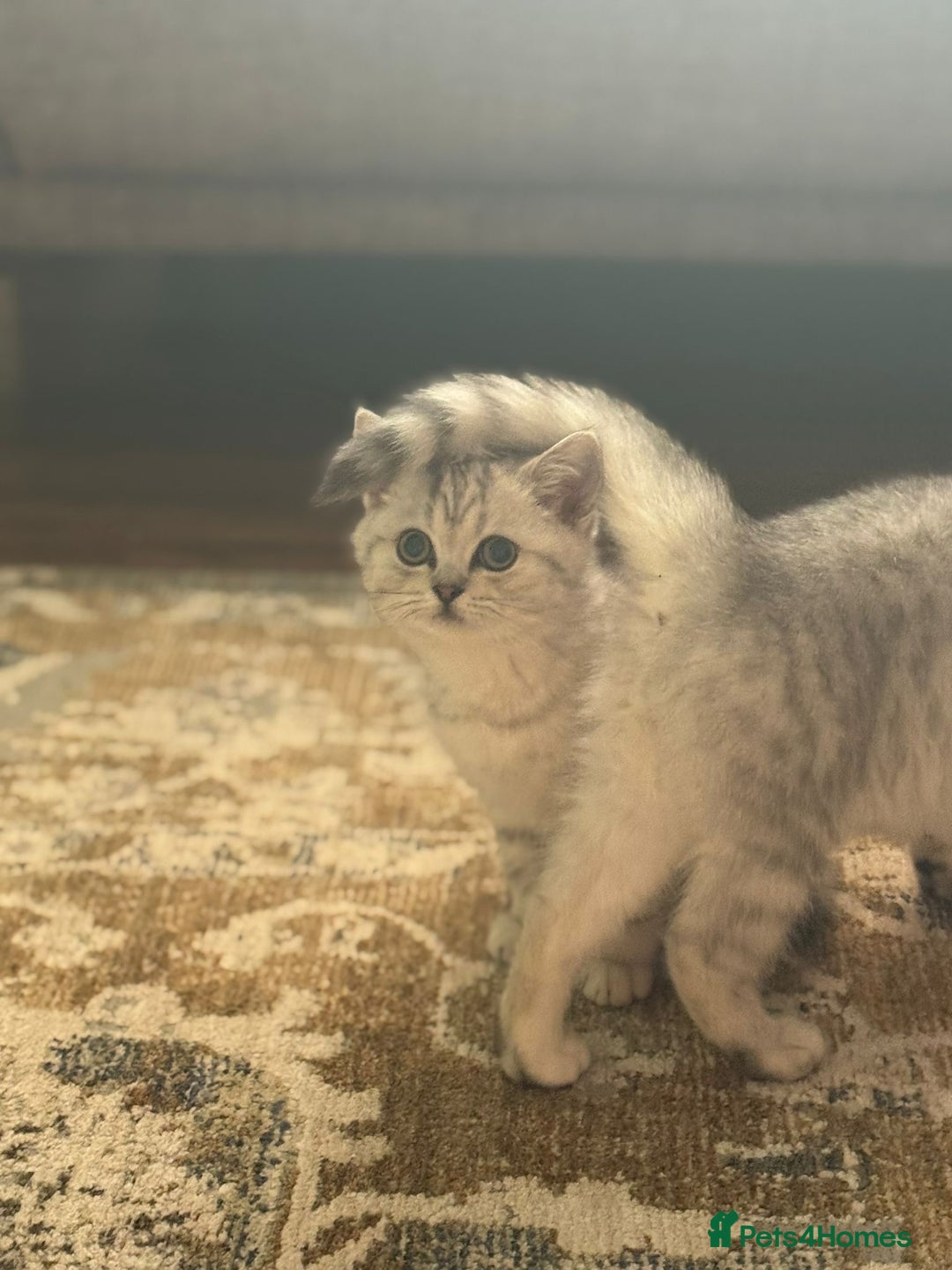 British Shorthair cats for sale: 2 TICA registered BSH kittens  - Advert 31