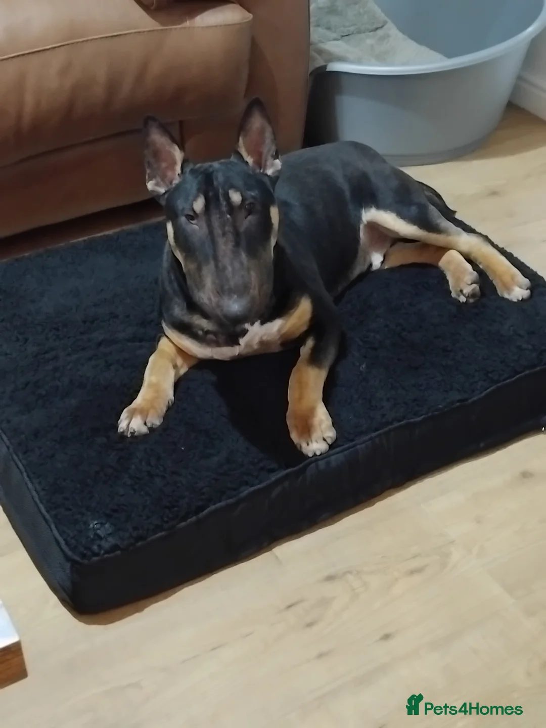 English Bull Terrier dogs for sale: English bull terrier tri male 9 mth old KC reg - Advert 1