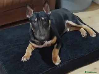 English Bull Terrier dogs English bull terrier tri male 10mth old KC reg - Advert 1