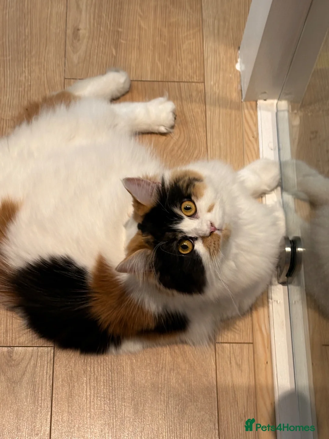 Persian cats for sale: Beautiful Calico Persian, female  in Northolt - Advert 2