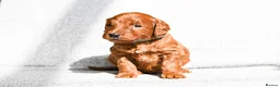 Mini Goldendoodle dogs for sale: BEAUTIFUL MINI GOLDENDOODLES  - Advert 3
