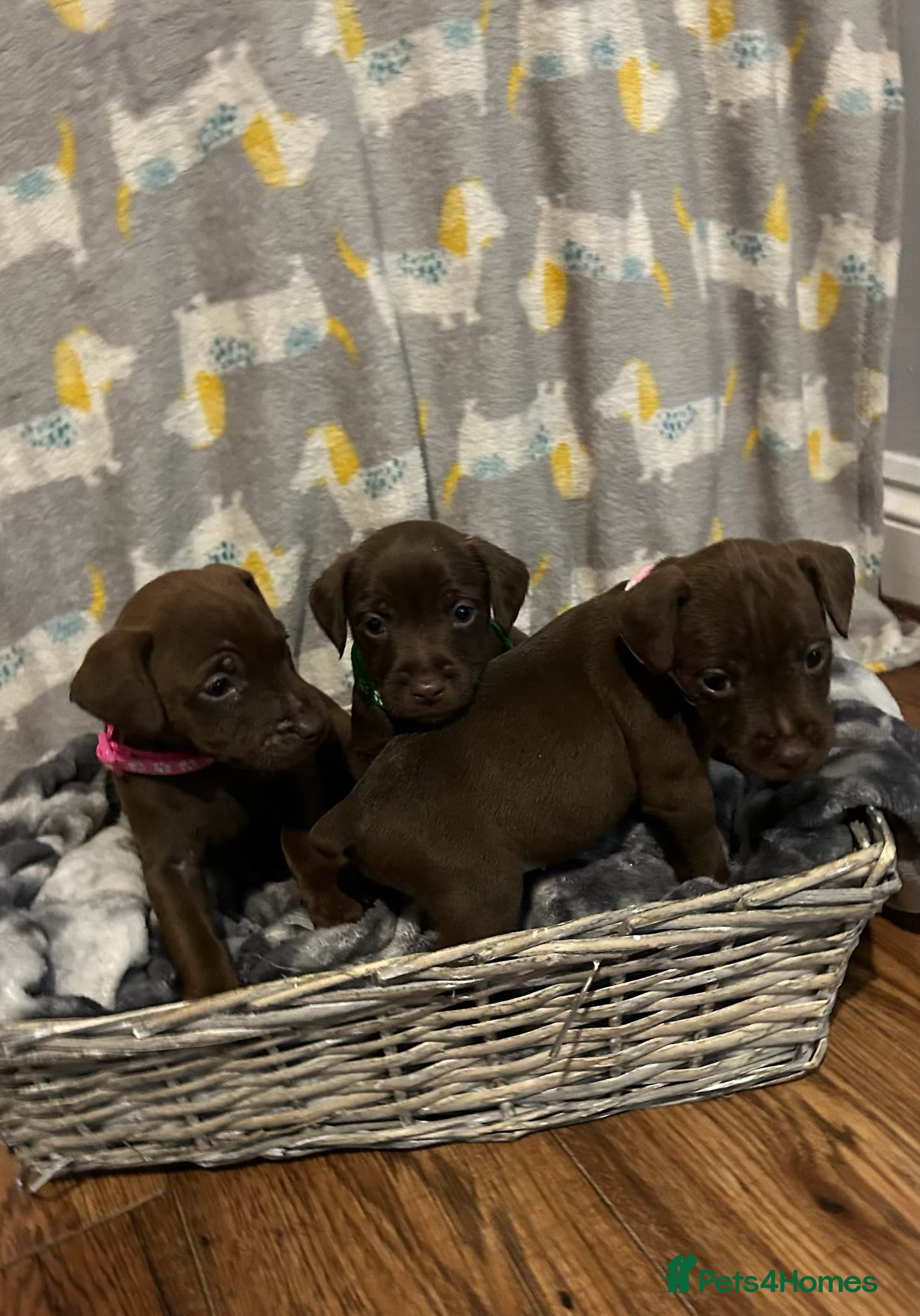 Patterdale Terrier dogs Beautiful Patterdale Terrier Puppies - Advert 2