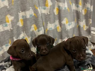 Patterdale Terrier dogs Beautiful Patterdale Terrier Puppies - Advert 2