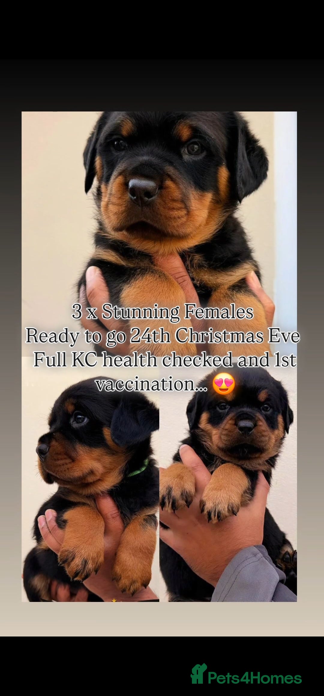 Rottweiler dogs BEAUTIFUL FEMALE ROTTWEILER PUPPIES x3 FULL KC  - Advert 11