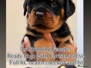 Rottweiler dogs BEAUTIFUL FEMALE ROTTWEILER PUPPIES x3 FULL KC - Advert 11