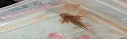 Axolotl reptiles for sale: Beautiful hypo baby Axolotls available last few  - Advert 36