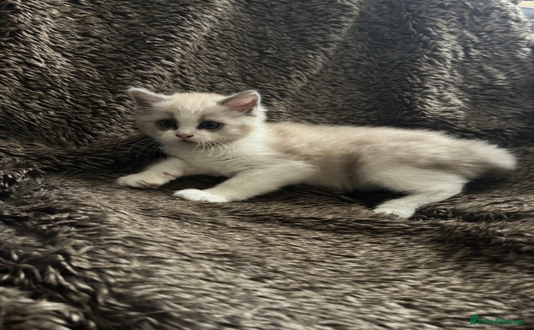 Ragdoll cats - Advert 4
