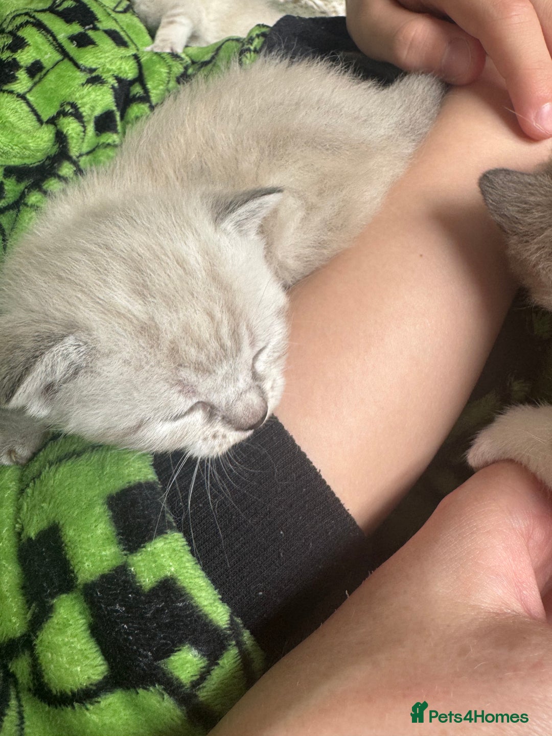 Bengal cats for sale: REDUCED Snow BengalS 1 REMAINING FEMALES REDUCED in Hook - Image 8