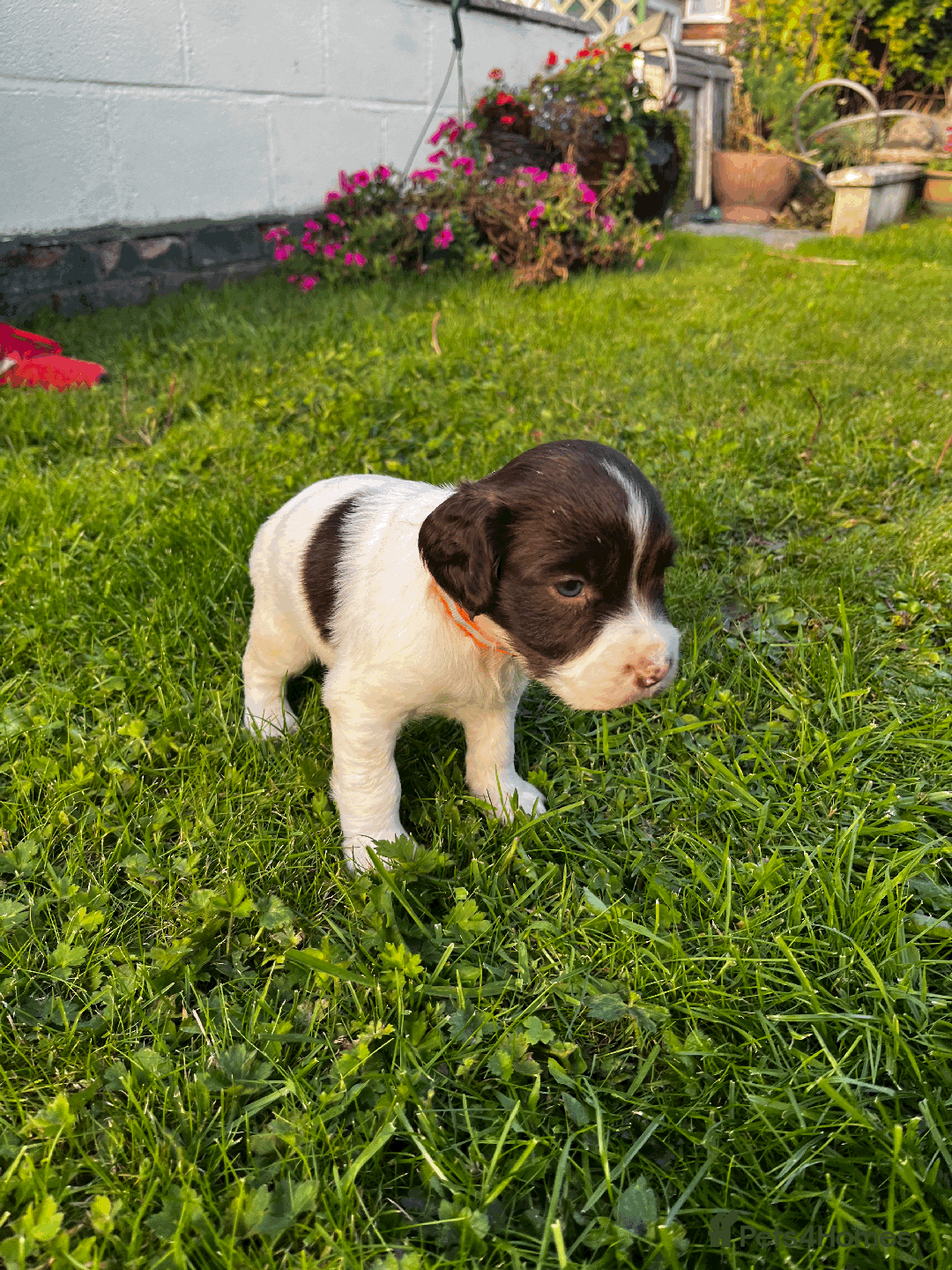 Sprocker dogs for sale: Sprocker Puppies - Image 26