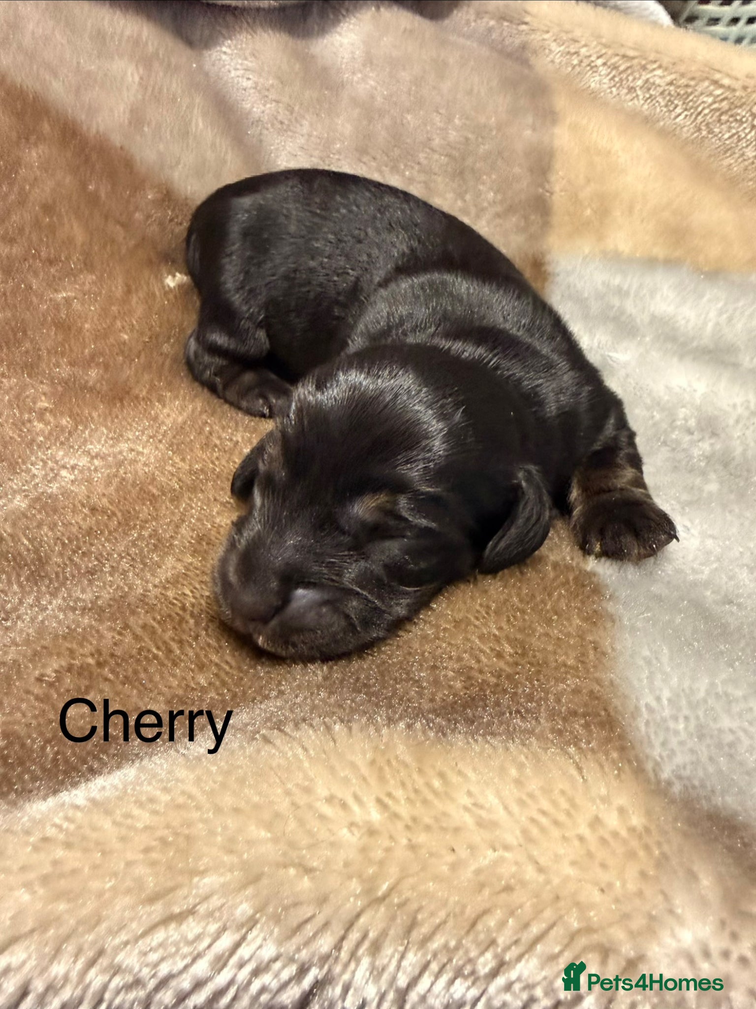 Dachshund dogs Black and cream longhaired miniature dachshund  - Advert 2