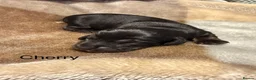 Dachshund dogs for sale: Black and cream longhaired miniature dachshund  - Advert 2