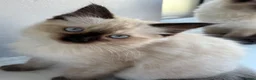 Ragdoll cats for sale: STUNNING FULLY HEALTH TESTED RAGDOLLS - Advert 4