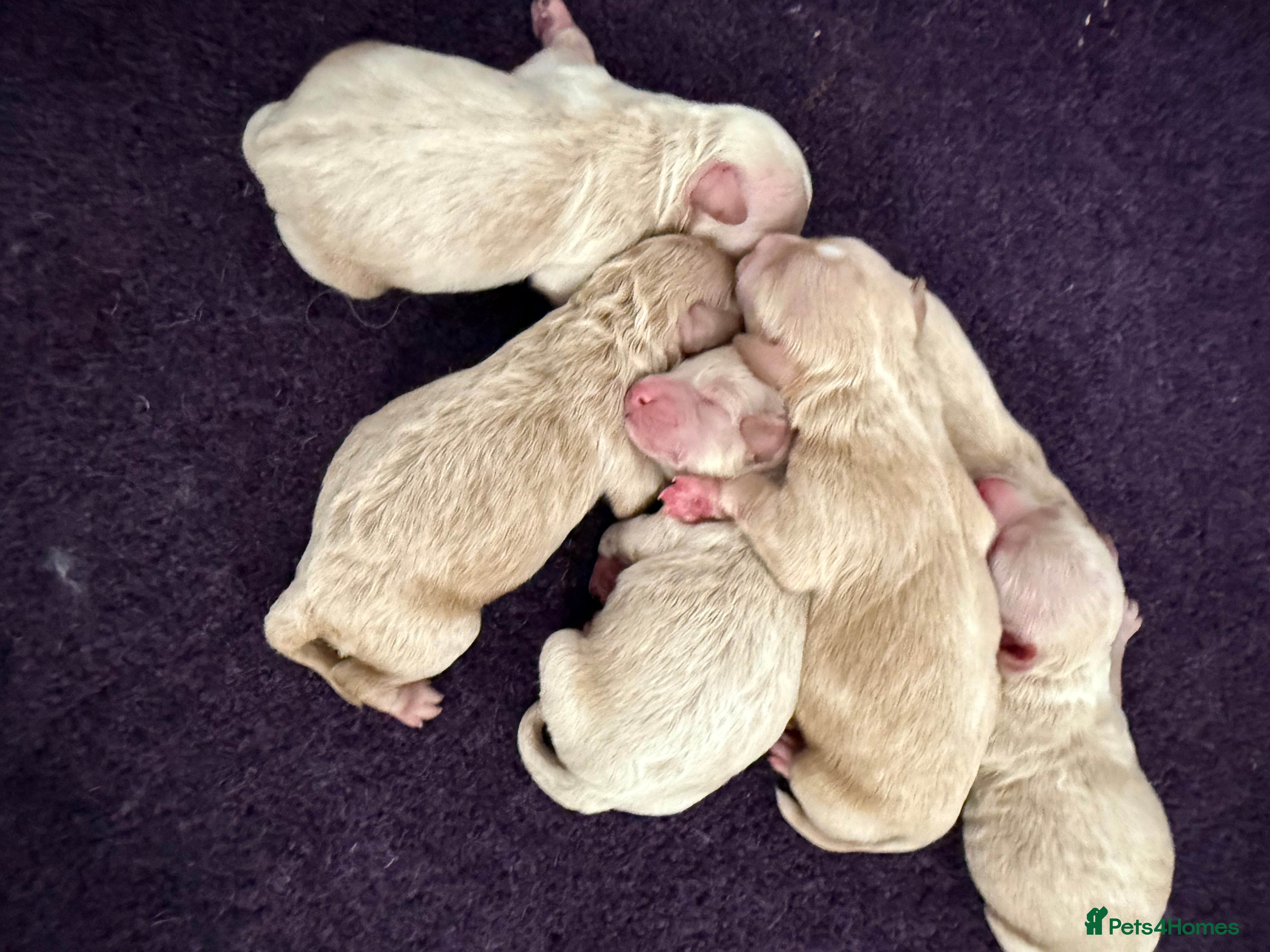 Maltipoo dogs Beautiful Maltipoo F1 Puppies - Advert 7