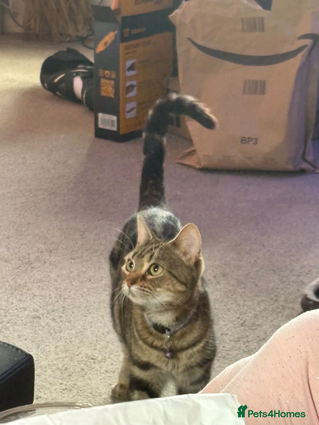 Bengal cats for sale: Beautiful Bengal girl needs a new home - Advert 5