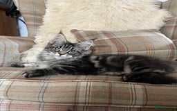 Maine Coon cats for sale: ⭐️Beautiful Maine Coon Kittens⭐️ - Image 9