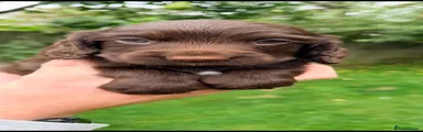 Chocolate bitch