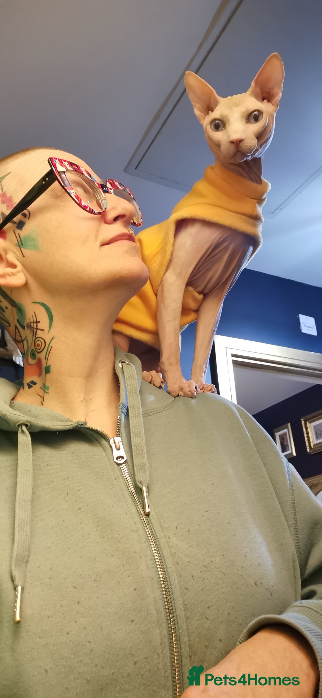 Sphynx cats for stud: Sphynx boy for stud  in Southampton - Advert 30