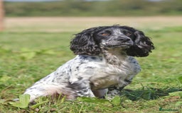Cocker Spaniel dogs for stud: Fully DNA Health tested, Hip scored Cocker stud in Alton - Image 1