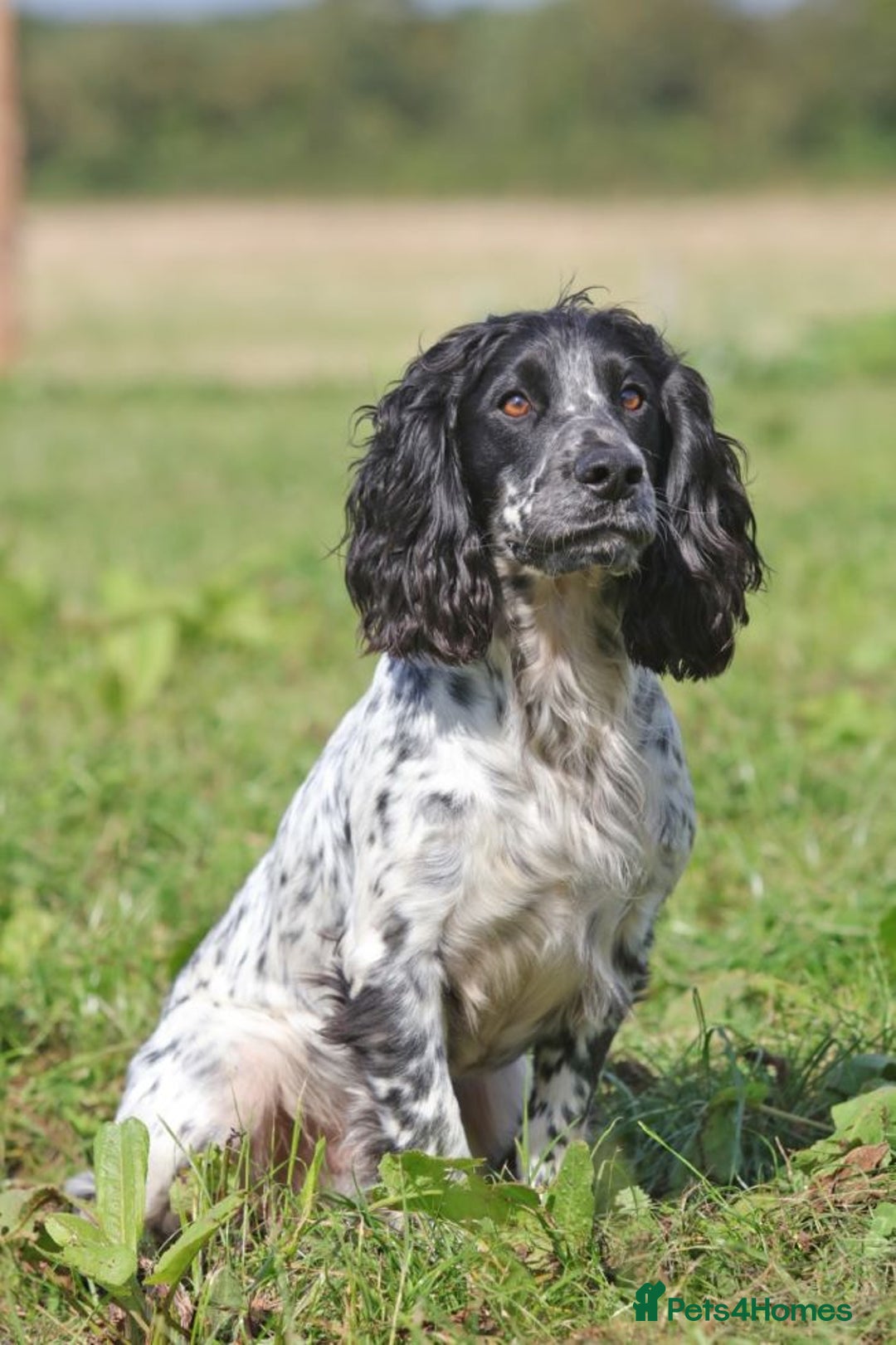 Cocker Spaniel dogs for stud: Fully DNA Health tested, Hip scored Cocker stud in Alton - Image 1