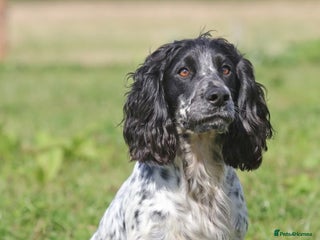 Cocker Spaniel dogs in Alton - Advert 20
