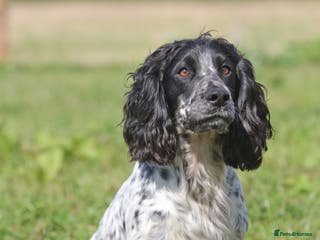 Cocker Spaniel dogs Fully DNA Health tested, Hip scored Cocker stud in Alton - Advert 2