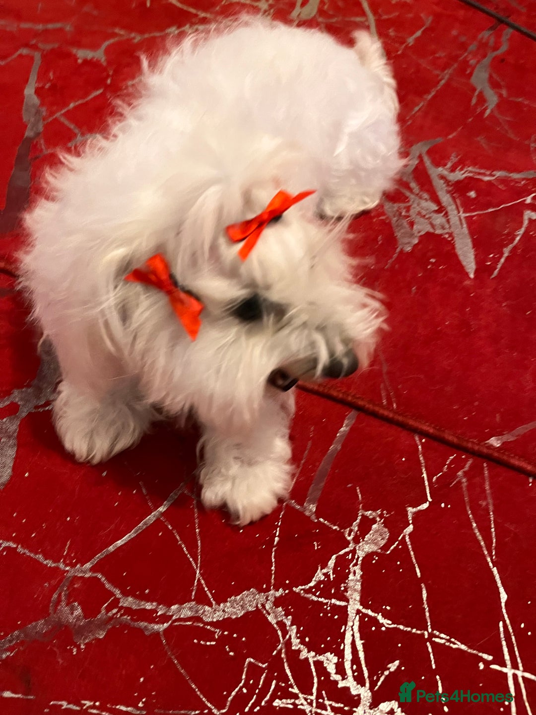 Maltese dogs for sale: Lolita is looking for a new loving family - Advert 5