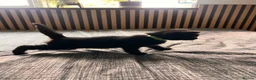 Mixed Breed cats for sale: Beautiful Mixed Breed Ragdoll Kittens! in Cambridge - Advert 13