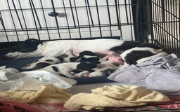 Jack Russell dogs for sale: Jack Russel puppies  - Image 4