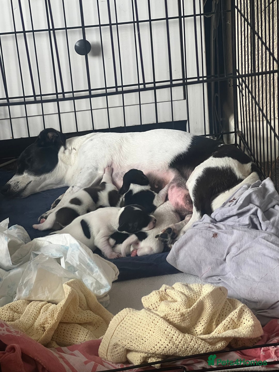Jack Russell dogs for sale: Jack Russel puppies  - Image 4