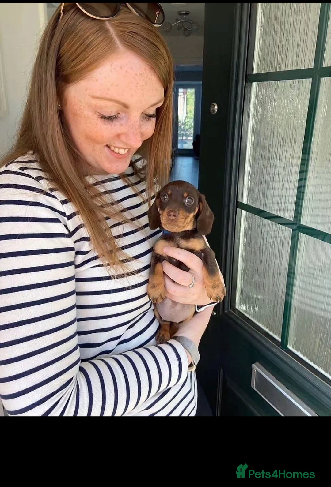 Miniature Dachshund dogs for sale: Stunning Litter of Mniature Dachshund Puppies - Advert 21