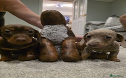 Miniature Dachshund dogs for sale: Miniature dachshund boys - Image 1