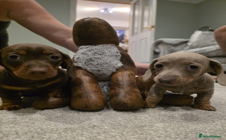 Miniature Dachshund dogs - Advert 8