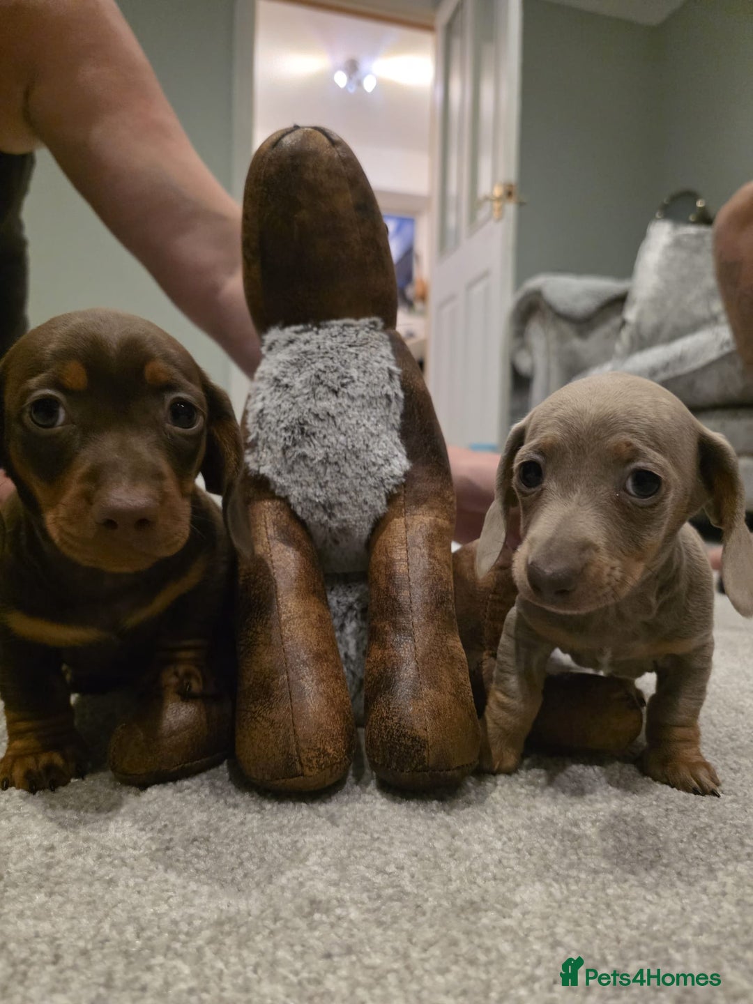 Miniature Dachshund dogs for sale: Miniature dachshund boys - Image 1