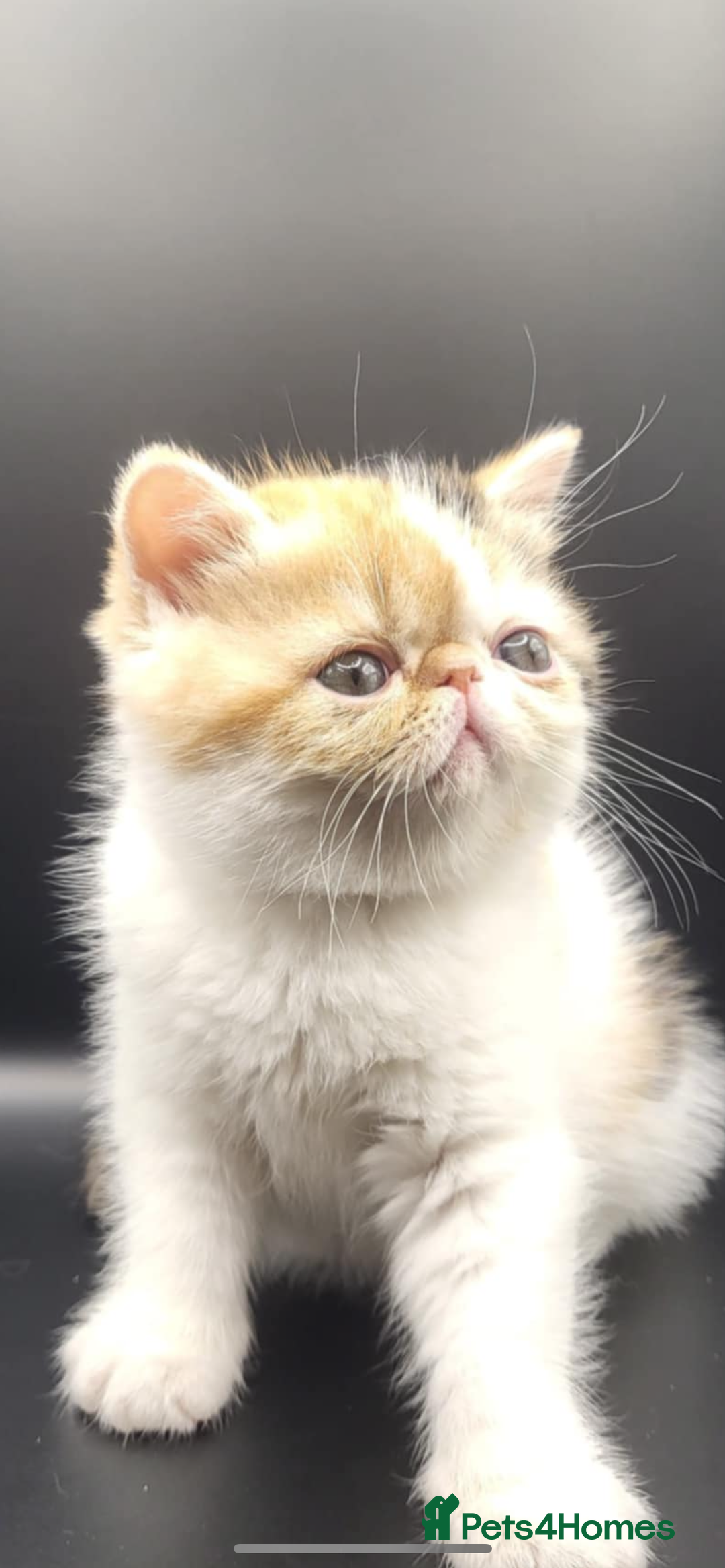 Exotic cats for sale: Exotic kittens  - Advert 6