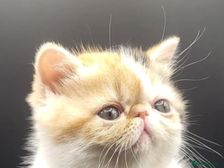 Exotic cats Exotic kittens - Advert 3