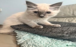 Ragdoll cats for sale: Rag doll kittens  - Image 4