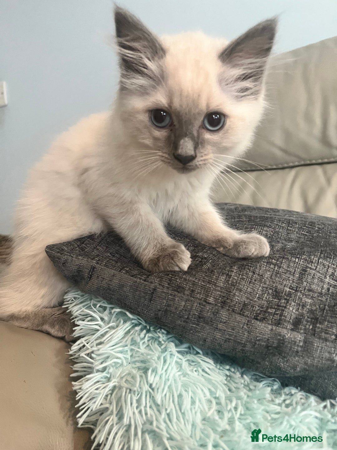 Ragdoll cats for sale: Rag doll kittens  - Image 4