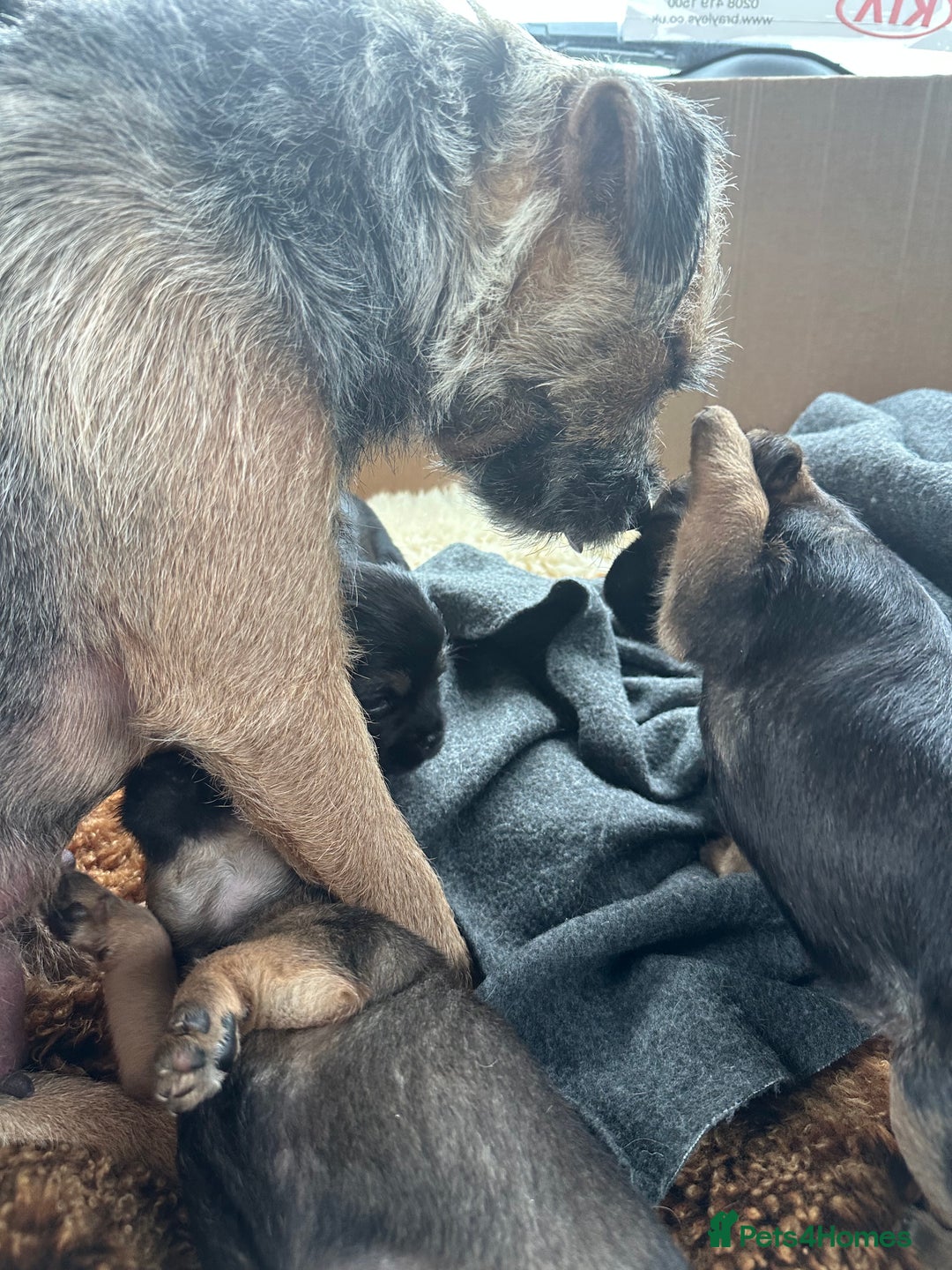 Border Terrier dogs for sale: Border Terror bitch  - Image 3