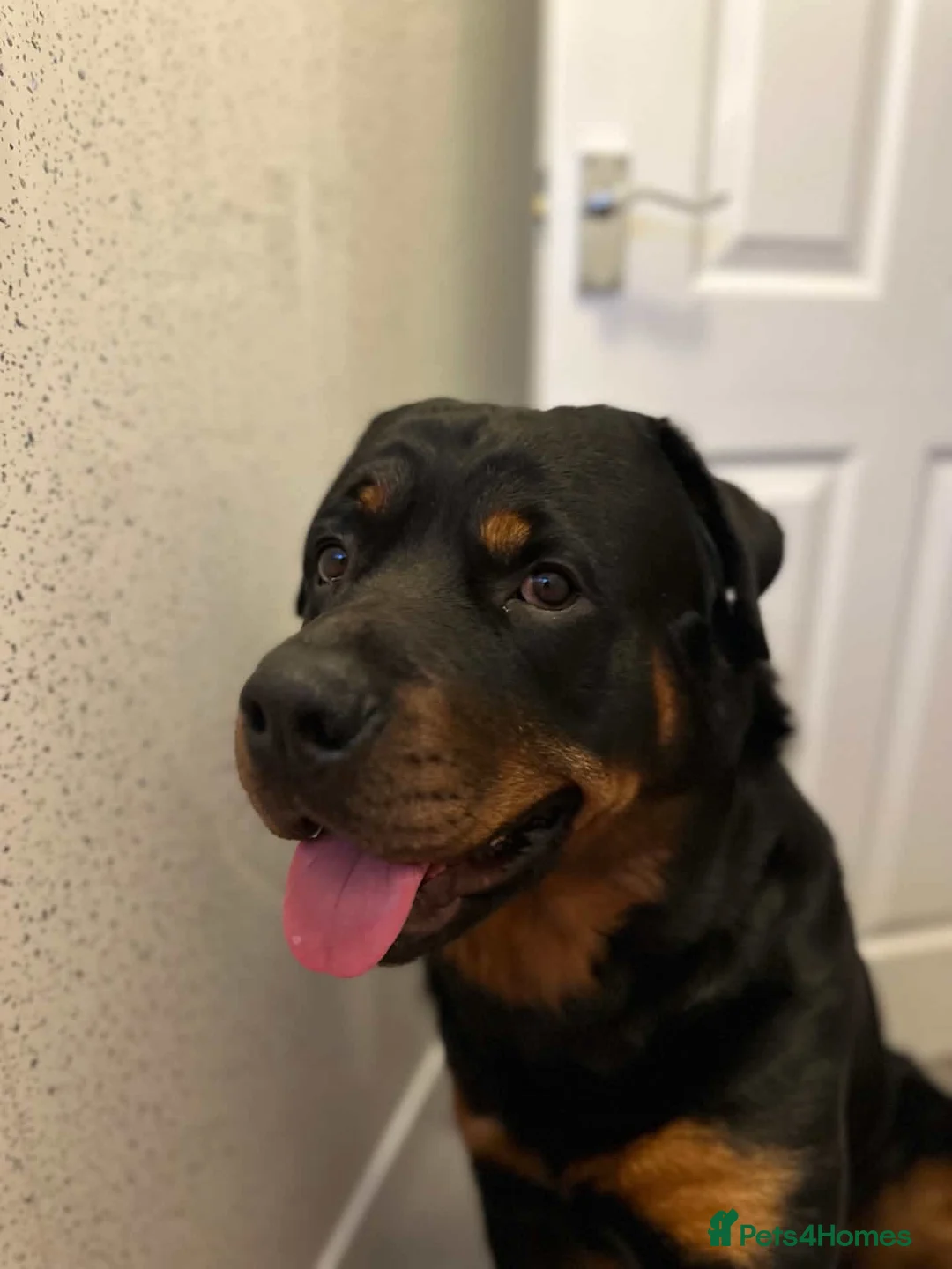Rottweiler dogs for sale: Bear- Male- 6 years old - Advert 1
