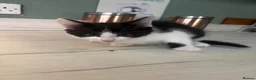Domestic Shorthair cats for sale: Kittens  in Goole - Advert 6