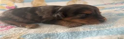 Cavapoo dogs for sale: F1 Toy phantom Cavapoos - Advert 13