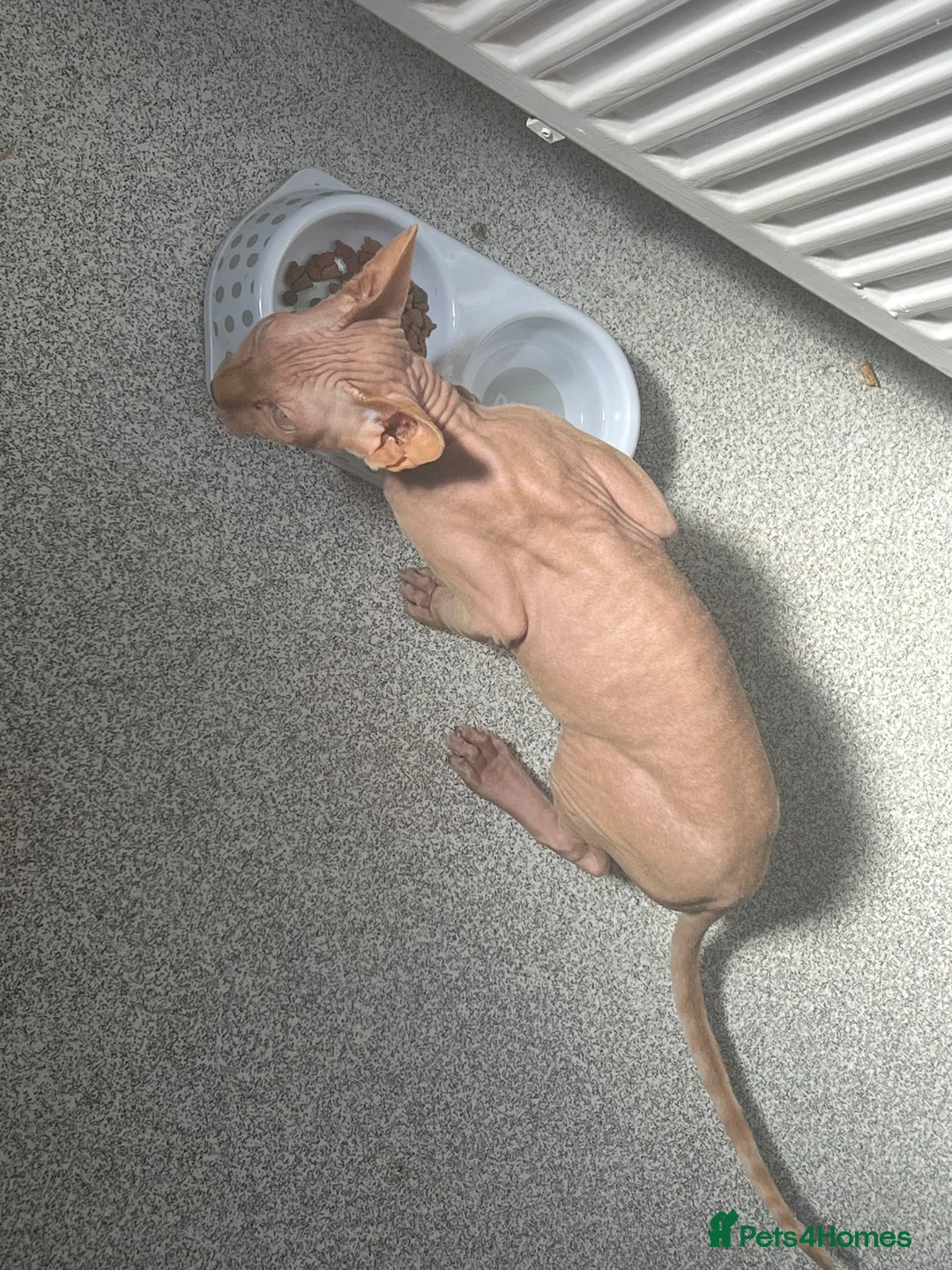 Sphynx cats for sale: Pharoe Sphynx kitten - Advert 2