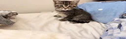 Mixed Breed cats for sale: Kittens for Sale! Ready to Leave 23 June! - Advert 23