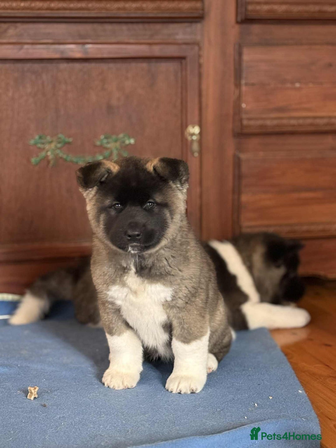 Akita dogs for sale: Adorable Pure-Bred Akita Puppies - Advert 6