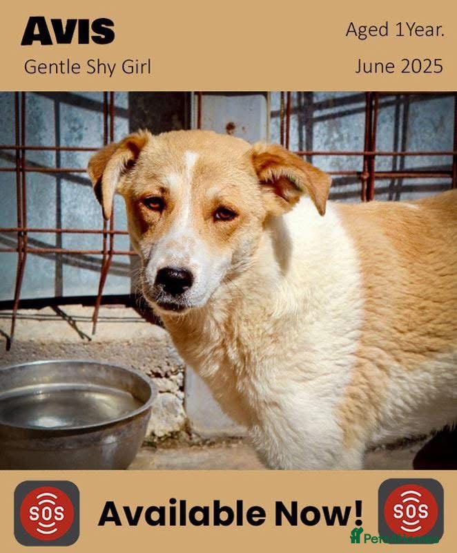 Mixed Breed dogs Avis, 1yr old approx. Available for adoption. - Advert 2